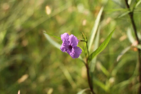 股票配资线上 生活最好的状态：眼中有诗意，心中有远方，笑里有坦荡